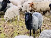 Tag 4 - Heidschnucken 