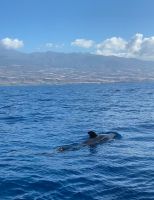 Whale watching