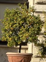 Flora im Vatikan 