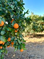 Orangenplantage 