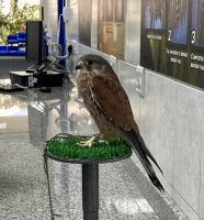 Falkenklinik, Abu Dhabi