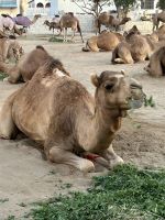 königliche Kamele im Souk Waqif