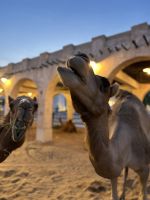 königliche Kamele im Souk Waqif