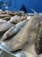 Fischmarkt in Al Khor