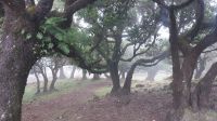 Feenwald Madeira, antike Lorbeerbäume, Portugal