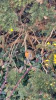 11 - Wanderung bei Howth