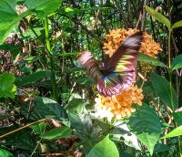 Schmetterlingsgarten