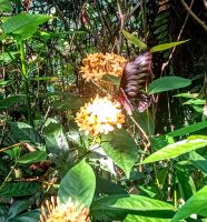 Schmetterlingsgarten