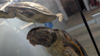 Schildkrötenmuseum