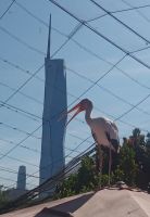 Merdeka 118 vom Vogelpark 
