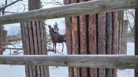 Silvesterreise Stockholm - Rundgang im Skansen