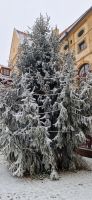 Weihnachtsbaum, Schloss Melnik