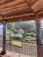 Sehr alter Drachenbaum