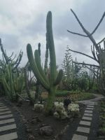 Besichtigung des botanischen Gartens - Jardim Botanico, Funchal