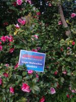 Besichtigung von Palheiro Gardens (Blandys Garten)