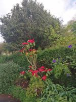 Besichtigung von Palheiro Gardens (Blandys Garten)