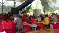 Kokosnussverarbeitung, Mekong Delta (2)