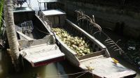 Kokosnussverarbeitung, Mekong Delta (4)