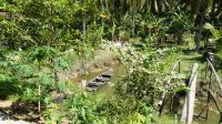 Tagesausflug Mekong Delta, Südvietnam (2)