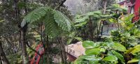 40 Baumfarne im Tropischen Garten