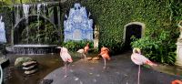 45 Flamingos im Tropischen Garten