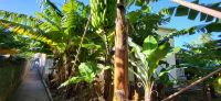 77 Bananenplantagenwanderung
