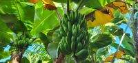 80 Bananenstauden