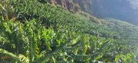 82 Bananenplantage Madalena do Mar