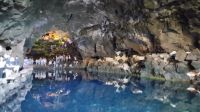 Hier im Wasser leben die Albinokrebse