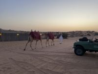 Kamele in der Wüste