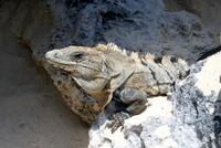 Echse am Strand von Tulum