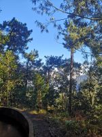 Levada, umgegeben von allen möglichen Baumarten ....