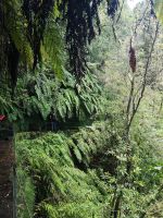 Man hörte keinen schreien: Ich bin ein Star, holt mich heraus....