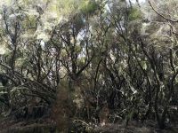 Unter den Erikabäumen .....