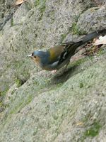 Ein fescher Kerl..... der Buchfink