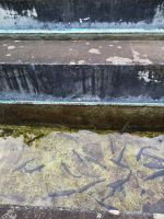 Würde ein Fisch mein  Wunsch erfüllen? 