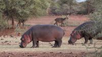 Namibia - Mount Etjo Safari Lodge