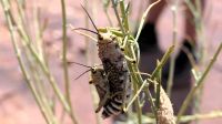 Namibia - Wanderung am Mount Etjo