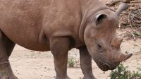 Namibia - Pirschfahrt im Okonjati-Wildreservat