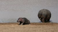 Namibia - Pirschfahrt im Okonjati-Wildreservat