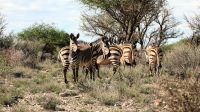 Namibia - Pirschfahrt im Okonjati-Wildreservat - Bergzebras
