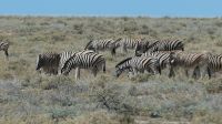 Namibia - Pirschfahrt im Etosha