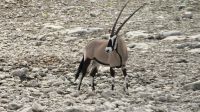 Namibia - Pirschfahrt im Etosha - Oryx