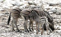 Namibia - Pirschfahrt im Etosha - Steppenzebras
