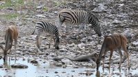 Namibia - Pirschfahrt im Etosha - Steppenzebras und Kudus
