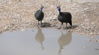 Namibia - Pirschfahrt im Etosha - Perlhühner