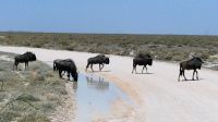 Namibia - Pirschfahrt im Etosha - Gnus