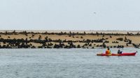 Namibia - Bootsfahrt in der Lagune Walvis Bay - Robbenkolonie