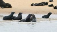 Namibia - Bootsfahrt in der Lagune Walvis Bay - Robbenkolonie
