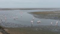 Namibia -  Lagune Walvis Bay - Flamingos